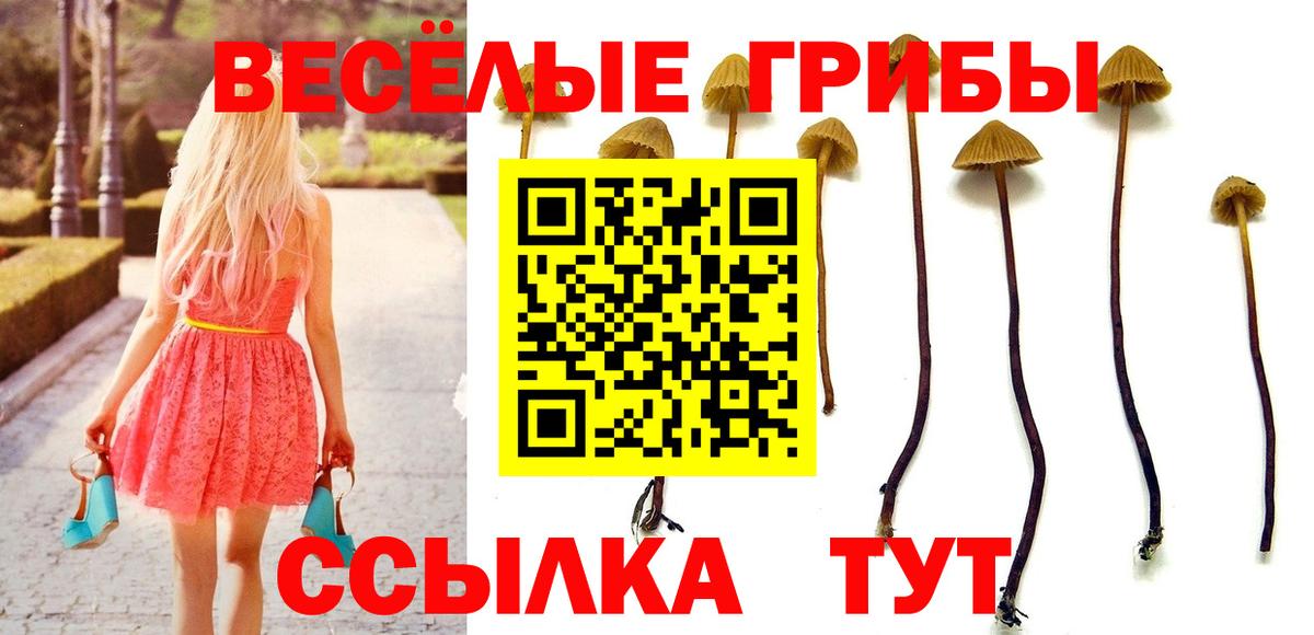 Кизляр  Псилоцибиновые грибы Psilocybine cubensis  наркотики  Вход с VPN 